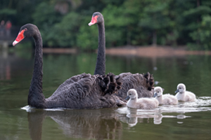 Black-Swan-family
